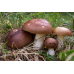 Мицелий Сыроежки цельной / Сыроежка замечательная (Russula integra)